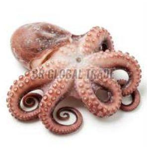 Frozen Octopus, Packaging Type : White/pink for Cooking