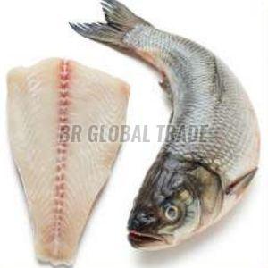 Frozen Pangasius Fillets, Packaging Type : Vacuum-sealed for Cooking