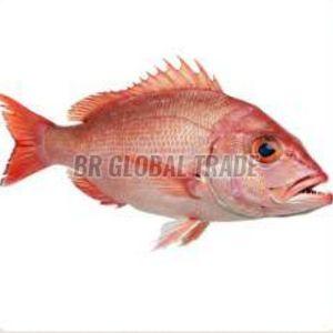 Frozen Red Snapper Fish for Cooking