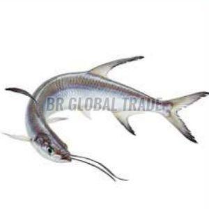 Frozen Ribbon Fish for Cooking