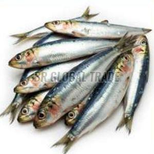 Frozen Sardine Fish for Cooking
