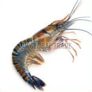 Frozen Sea Flower Prawn for Cooking