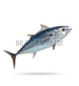 Frozen Skip Jack Tuna Fish