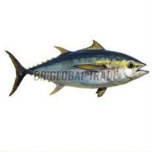 Frozen Tuna Fish for Cooking