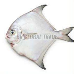Frozen White Pomfret Fish for Cooking