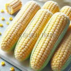 IQF Corn COB, Color : Yellow, Packaging Type : Plastic Bag