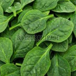 IQF Whole Spinach, Color : Green, Packaging Type : Plastic Packet
