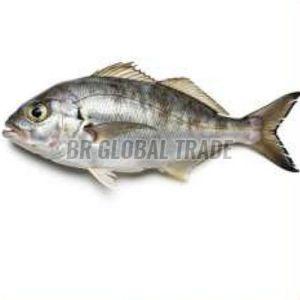 Leather Jacket Frozen Fish