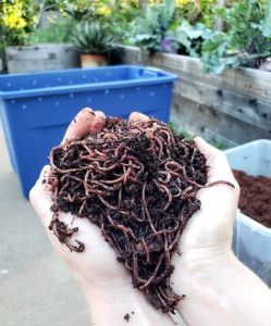 Brown Vermicompost Fertilizer