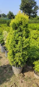 Golden Cypress Plant