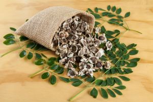 Moringa Seeds, Packaging Type : PP Bag, Packaging Size : 25-50kg