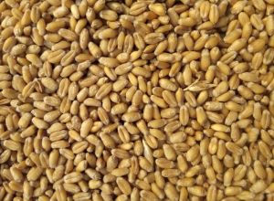 25 Kg depends on inquiry Wheat, Packaging Type : PP Bag