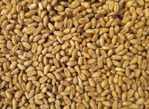 Natural Yellow Wheat Seed, Seed Type : Hybrid