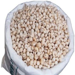 5 Plus Suta HP Makhana