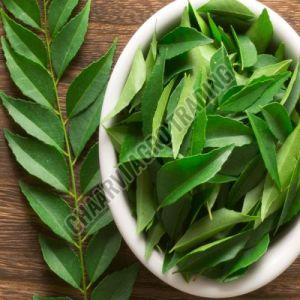Curry Leaves, Color : Green for Cooking, Seasoning