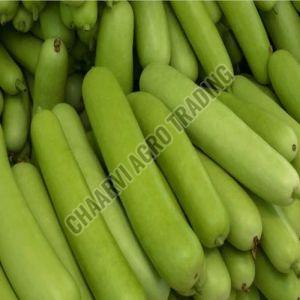 Fresh Bottle Gourd, Color : Green, Packaging Type : Net Bag