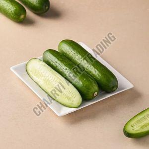 Fresh Cucumber, Color : Green for Used In Salads