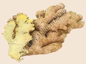 Fresh Ginger, Color : Light Brown