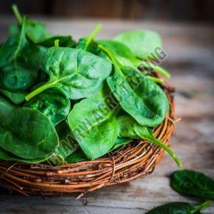 Fresh Spinach, Color : Green for Salad, Smoothies, Sautés
