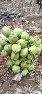 Fresh Tender Coconut