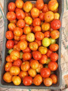 Common Tomato, Color : Red, Packaging Size : 25Kg