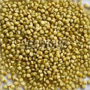 Organic Brown Top Millet, Color : Green, Speciality : Gluten Free