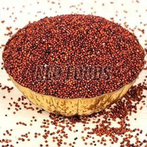 Organic Finger Millet, Color : Red, Speciality : Gluten Free