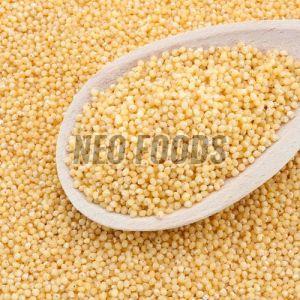 Organic Little Millet, Color : Creamy, Speciality : Gluten Free