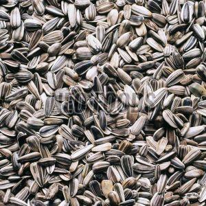 Organic Sunflower Seeds, Color : Black Raw for Food Processing