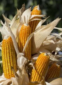 Split Raw Dried Corn Nuts