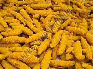Turmeric Finger, Color : Bright Yellow