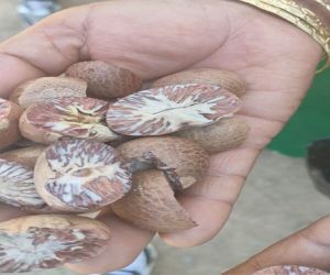 Organic Betel Nuts