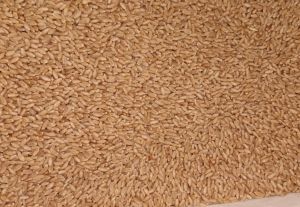 Wheat for Making Bread, Cooking, Bakery Products