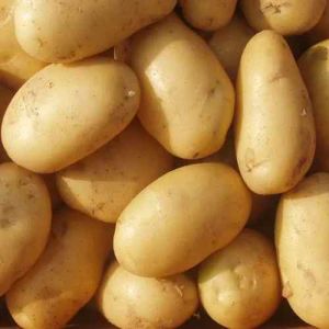 A Grade Brown Potato, Packaging Size : 25-50kg Mesh Bags