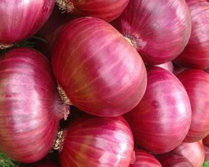 A Grade Red Onion, Packaging Size : 25-50kg Gunny Bag, Mesh Bags