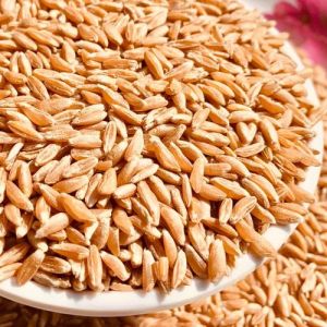 Khapli Wheat Grain 12 Months for Cooking, Baking