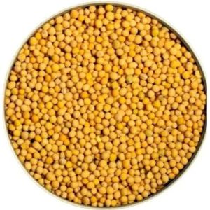 Organic Yellow Mustard Seeds, Certification : Npop Certification