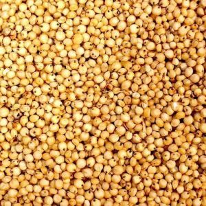 Sorghum Millet Seeds 12 Months for Cooking, Baking
