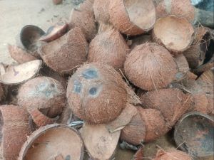 Dry Coconut Shell, Packaging Type : Plastic Bag