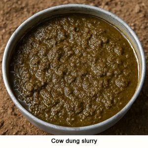 Cow Dung Slurry, Form : Liquid 25-50kg Brown