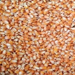 B Grade Maize Seeds