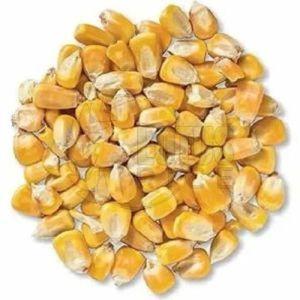 Organic C Grade Maize Seeds, Seed Type : Natural for Food Processing