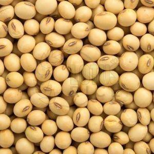 Organic Soybean Seeds 6 Months, Certification : FSSAI Certified