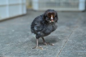 1 Day Old Black Australorp Chick, Packaging Type : Corrugated Boxes