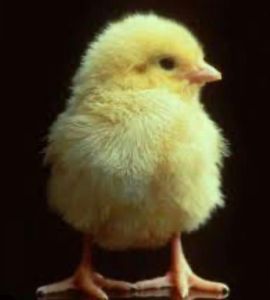 Broiler Chicken Chick Alive, Weight : 40-50 Grams