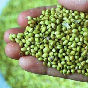 coriander seeds
