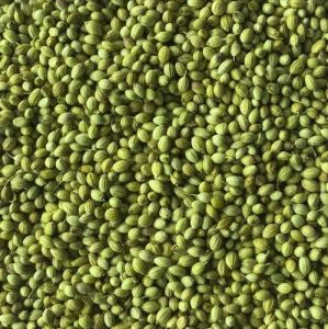 Green Organic Dhaniya Food Grade