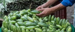 Green Parwal, Cultivation Type : Natural for Cooking, Food