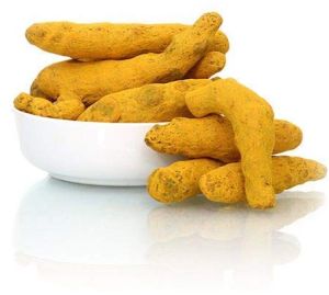 Finger Turmeric Finger Turmeric