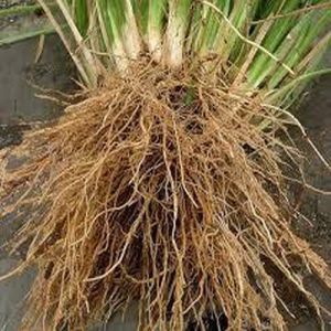 Dried Vetiver Roots, Packaging Size : 5-50kg, Purity : 90%, 99%